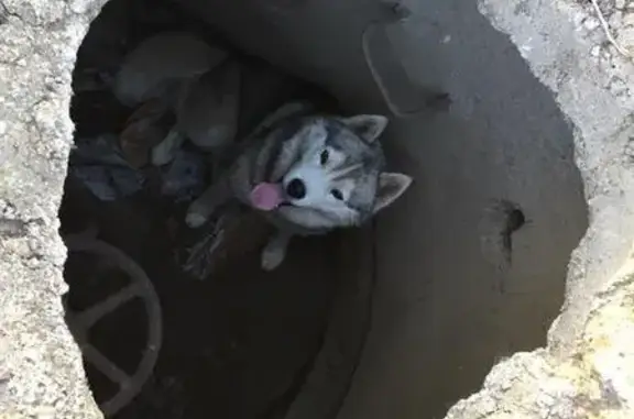 Найдена собака в д. Сабашево, Республика Башкортостан