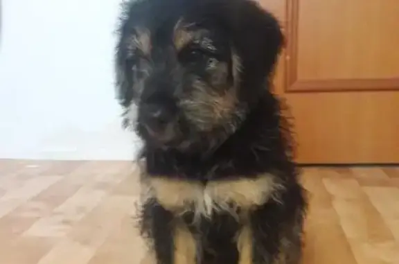 Найдены щенки в Пскове, ищут дом