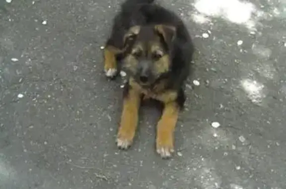 Найдена собака Найда возрастом 2,5 мес. в районе Рыбного рынка, ищем хозяев! Контакт: Елена