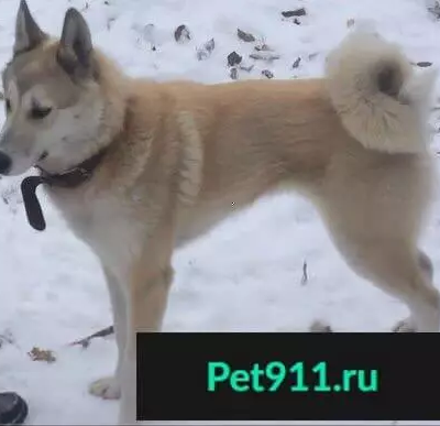 Пропала собака в районе Старой Зареки, мальчик породы Западно-Сибирская лайка, возраст 2 года.