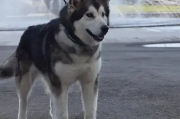 Пропала собака Мика на станции Голышманово, Тюмень