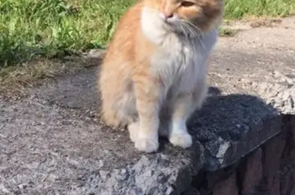 Потерян кот с ошейником в районе Матусевича