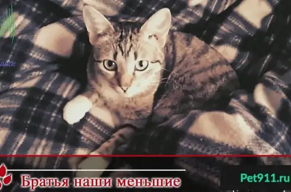 Пропала кошка в районе Баумана, Мурманск - помогите найти!