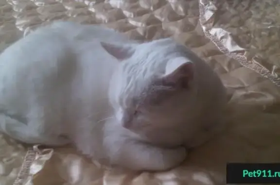 Кошки потеряшки, Тольятти, фото: Потеряшка кот Снежок в Тольятти