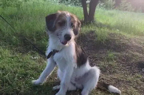 Пропала собака в Москве, возможно в южном Бутово, номер для связи указан