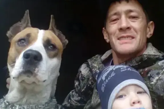 Пропала собака в Чайковском, помогите найти!
