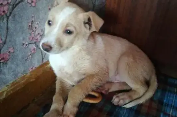 Найден щенок по адресу Мира 5 в Перми