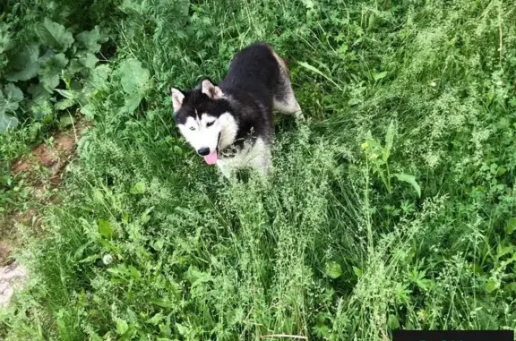 Найдена собака на ул. Олонецкая/Арбузова, дом 19 в Казани