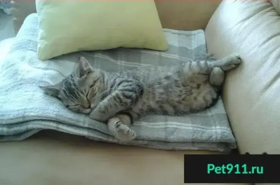 Пропала кошка на Шведской горке - photo