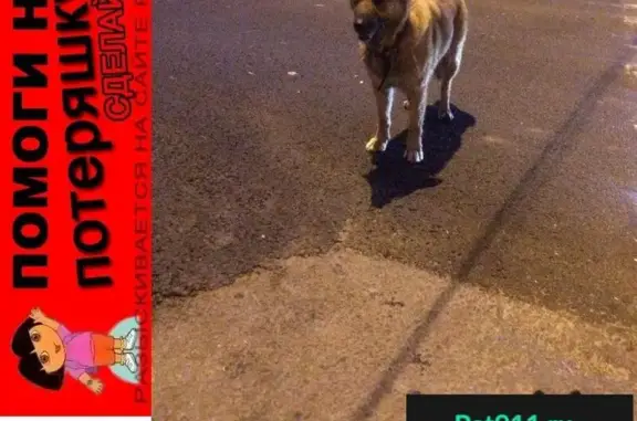 Пропала собака возле метро Строгино
