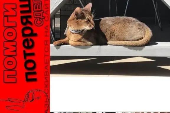 Пропал кот абессинской породы в деревне Красновидово