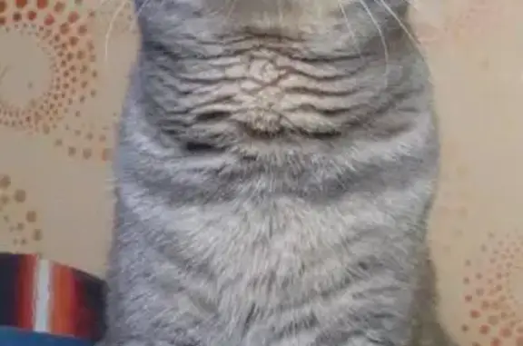 Кошки потеряшки, Курган, фото: Потеряшка кошка на ул. Мяготина, Курган.