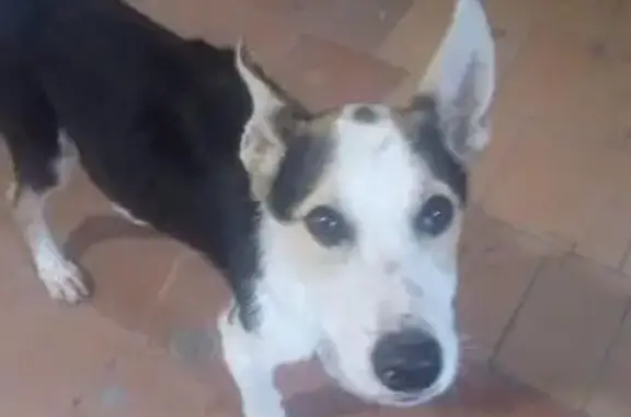 Найдена собака на 66 квартале в Комсомольске-на-Амуре