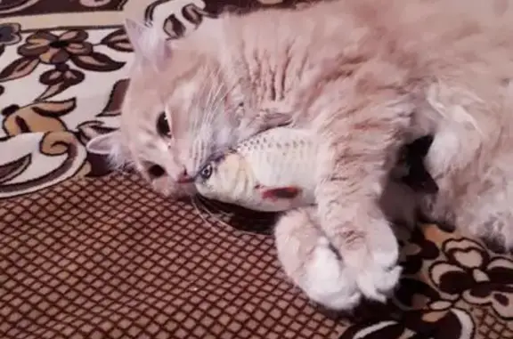 Кошки потеряшки, Вярлево, фото: Потеряшка кошка в дер. Вярлево, Гатчинский район, Ленобласть