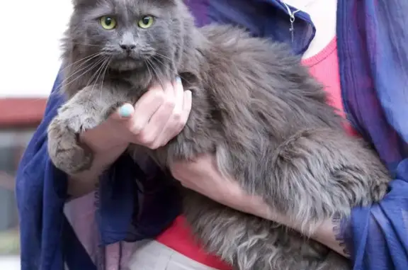 Крупный серебристый кот найден на улице Пудовкина в Москве.