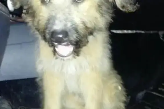 Найдена собака на Волжском шоссе, ищем хозяев или пристройку