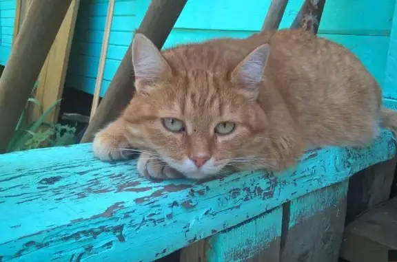 Пропала кошка на ул. Олеко Дундича, д. 13 к 1, рыжего окраса, отзывается на имя Даша.