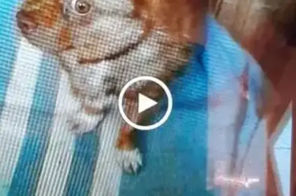 Пропала собака в Невинномысске - помогите найти Чарлика!