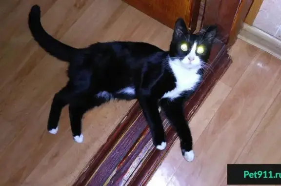 Найдена домашняя черно-белая кошка на ул. Богданова