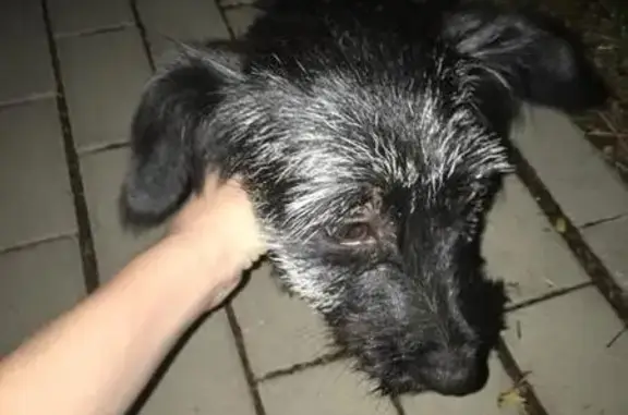 Потерянная собака на ул. Красных Партизан в Краснодаре