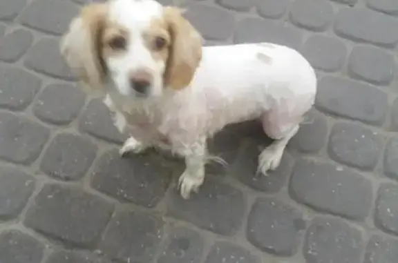 Собака найдена в ТЦ Район, ищет хозяина (Владимир)
