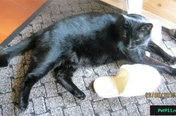 Кошки потеряшки, деревня Асеньевское, фото: Потеряшка кошка в СНТ Тишнево-2, особые приметы - белые 