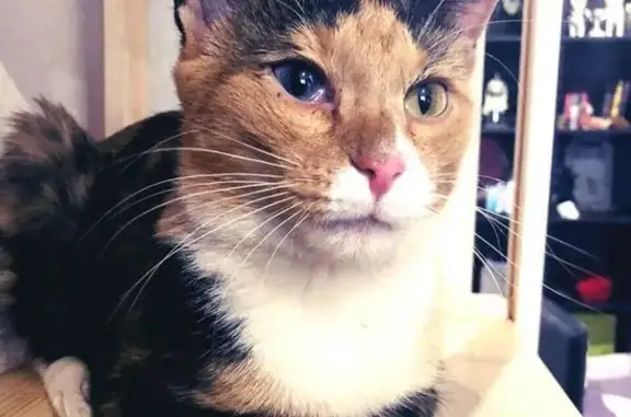 Найдена трехцветная кошка с гетерохромией в СВАО, Москва