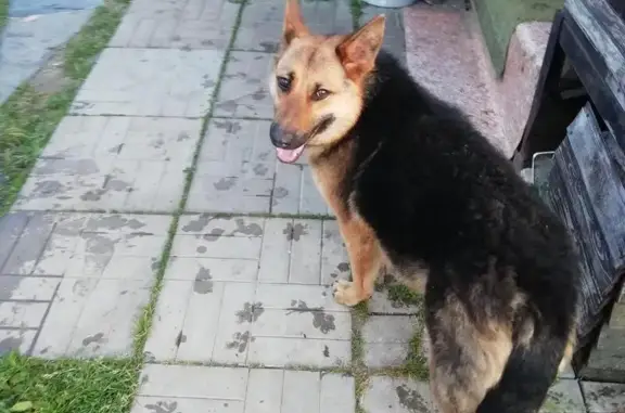 Найдена собака в Клинском районе, д. Лазарево