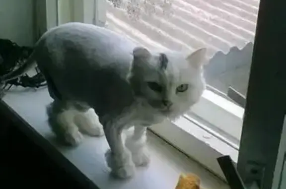 Пропала крупная кошка в Казани, Белая с серым пятном.