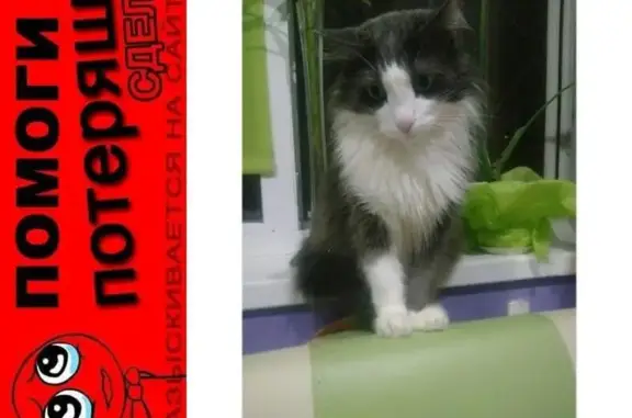 Пропала кошка в 24мкр Волжского, вознаграждение