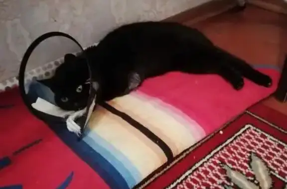 Пропала черная кошка в Наро-Фоминске