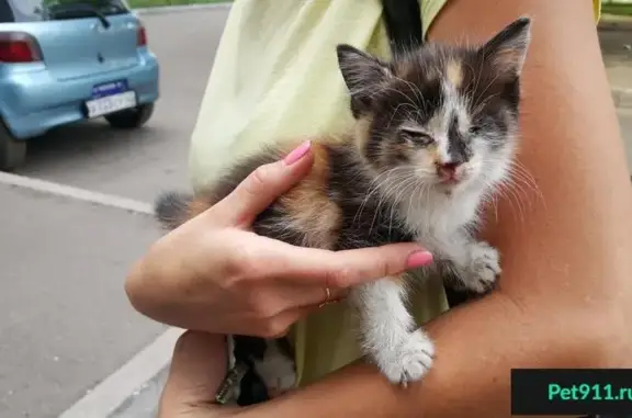 Найден котенок в Новокузнецке, нужен дом