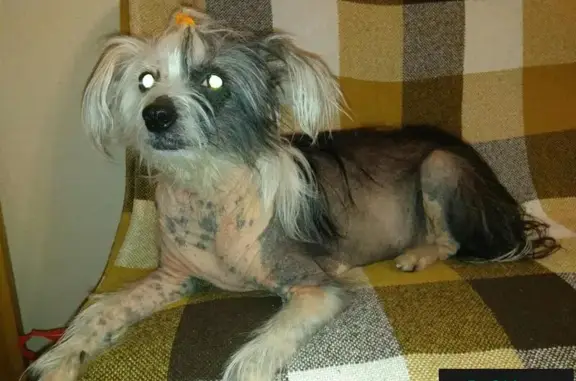 Найдена китайская хохлатая собака в Санкт-Петербурге