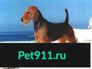 Пропала собака, найдена в НСТ «Медовка» (Воронеж) - порода эрдельтерьер.