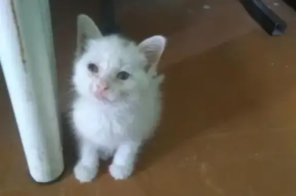 Найден котенок в Чите, нужен дом