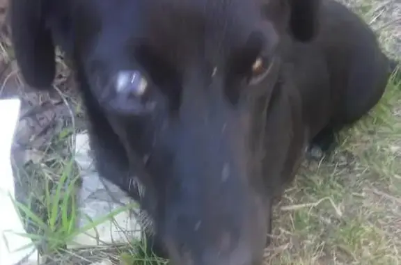 Найдена собака с бельмом в Усманском районе