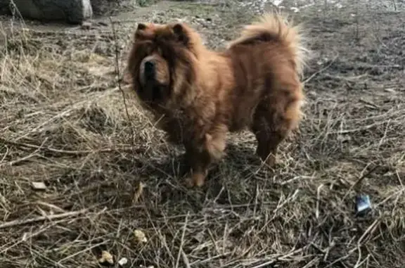 Пропала собака Вики в Бугульме (Татарстан)
