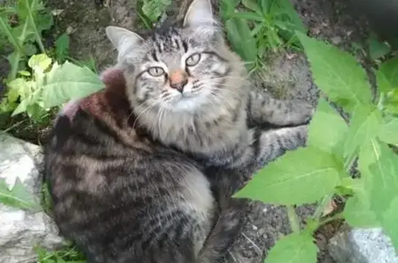 Найдена кошка на ул. Белореченской (Екатеринбург)