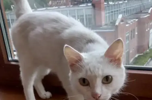 Найдена белая кошка в Екатеринбурге