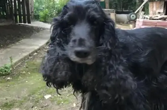 Собаки потеряшки, Стабна, фото: Потеряшка собака в поселке Стабна, Смоленская область