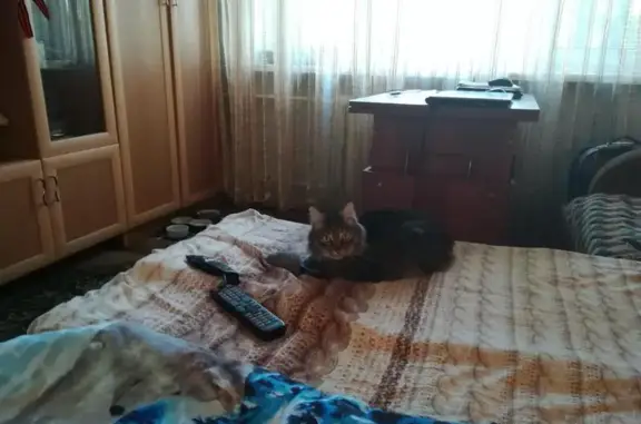 Пропала кошка без хвоста в Новогиреево, Москва