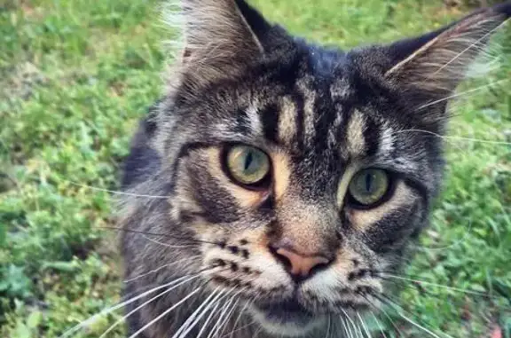 Найдена кошка на Рязанском проспекте