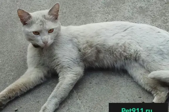 Пропал белый кот с желтыми глазами в Люберцах