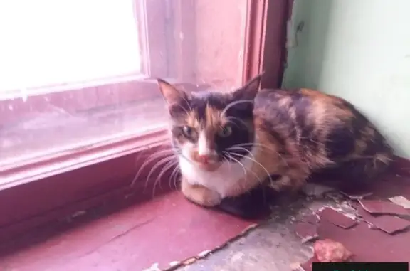 Найдена кошка в центре СПб
