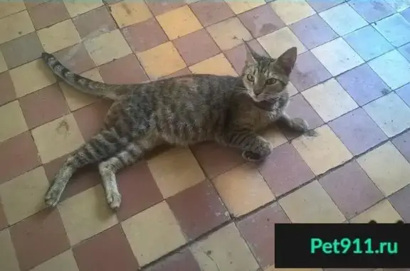 Пропала и найдена кошка в Москве