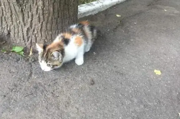 Найден котенок на ул. Калужской, д4