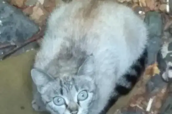 Найдена кошка на Покрышкина 34 в Новокузнецке