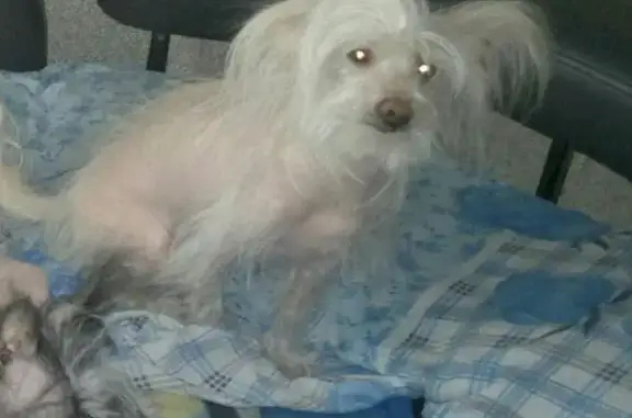 Пропала хохлатая собака в Магнитогорске, страдающая эпилепсией.