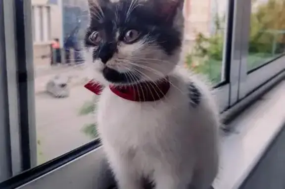 Найден котенок Катерина в Красноярске