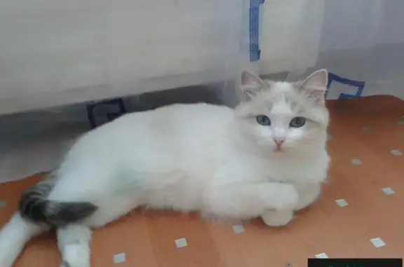 Пропала кошка в Магнитогорске: Суворова 109\4 #потеряшка